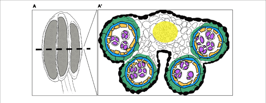 Overview Of A Stage 7 Stamen And Its Internal Composition - Circle (850x330)