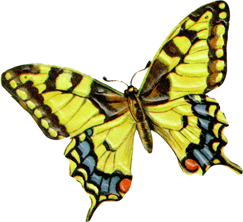 Бабочка Махаон Рисунок (825x754)