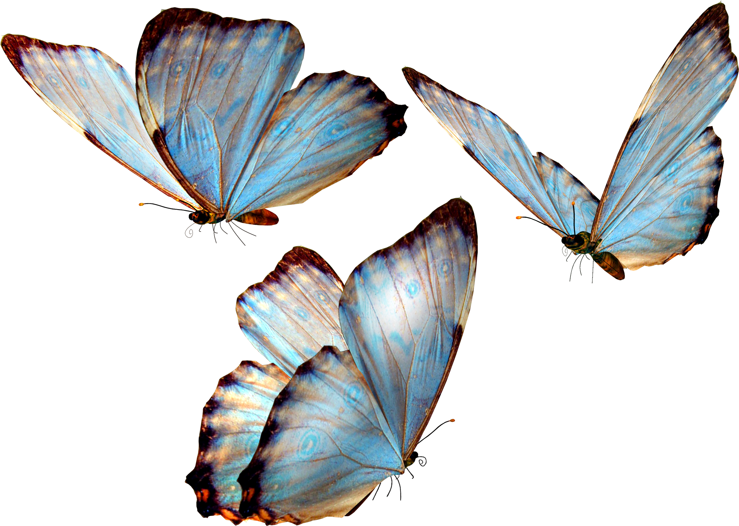 Бабочка 32 - Butterfly Transparent (2632x1944)
