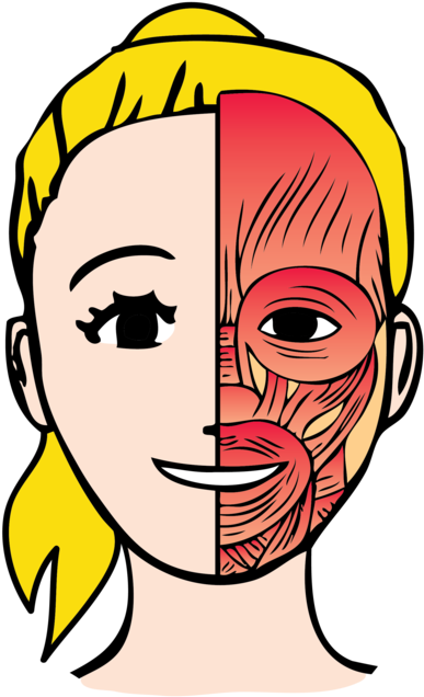 Move And Activate Them In New Ways, And Watch The Overall - Cartoon Facial Muscles (1000x750)