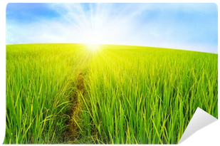 Paddy Field (400x400)