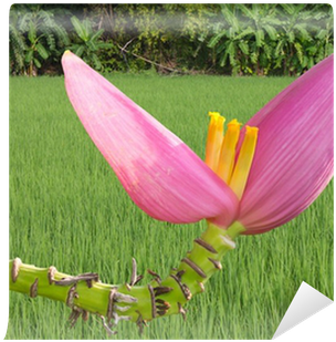 Banana Blossom Pink Stems Bent On Background Of Rice - Anthurium (400x400)