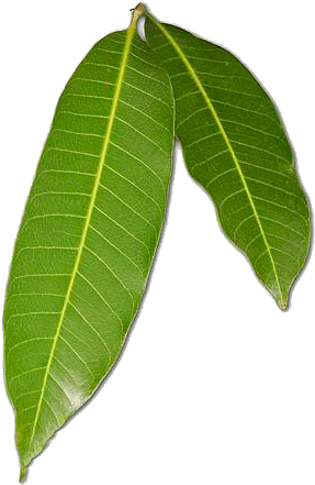 Mango Kuweni - Bay Laurel (308x460)