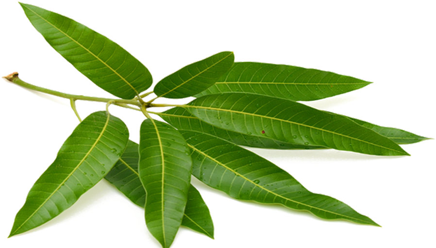 Tea Mango Leaf Puri Fruit - Mango Leaf (992x519)
