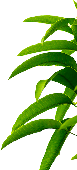 Mango Juice - Mango (247x542)