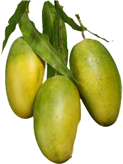 Mango - Yellow Mango Tree Png (741x347)