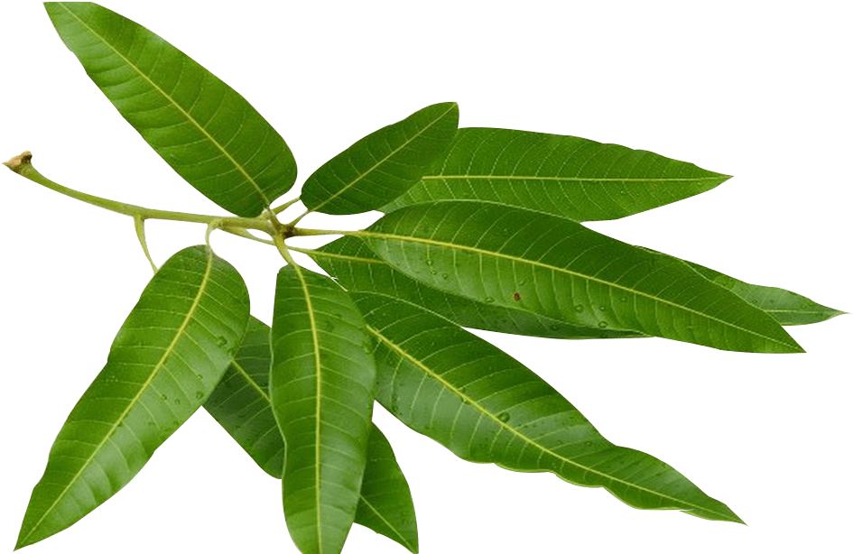 Home Remedies For Blood Remedies By Doing Mango Leaves - Mango Leaf (1024x1024)