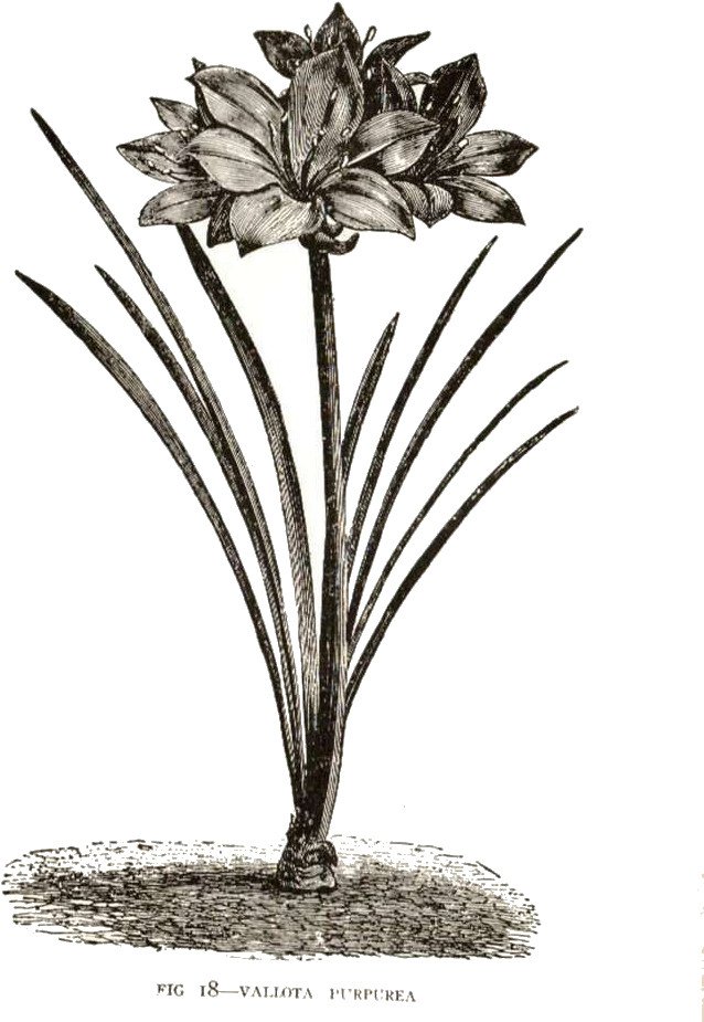 Vintage Flowers And Butterflies Clipart - Lily (656x1000)