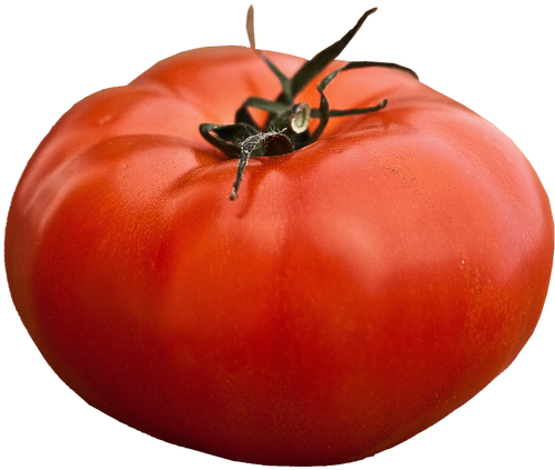 Triple L Crop Tomato Seeds Qty - 100 Beefsteak Tomato Seeds Lycopersicon Esculentum (500x445)