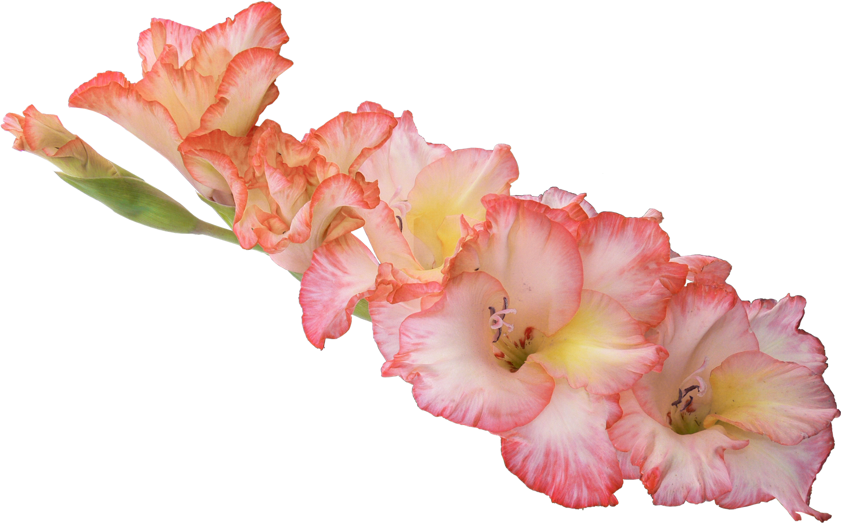 Gladiolus Png Hd - Гладиолус Пнг (1696x1065)
