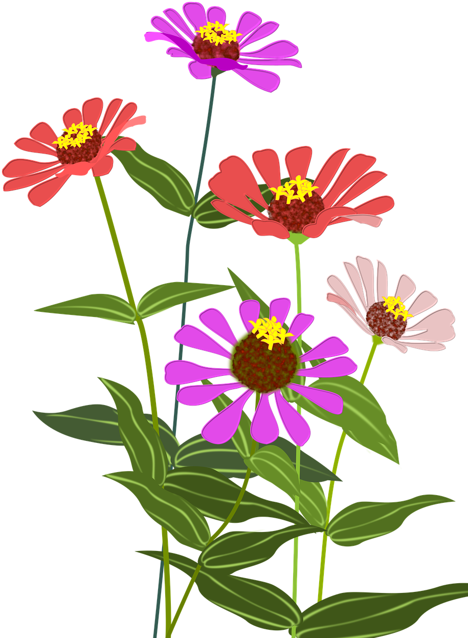 Zinnia Flowers Pink Png Image - Zinnia Png (960x1280)