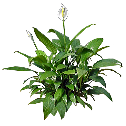 Lily, Leaves - Peace Lily (512x512)