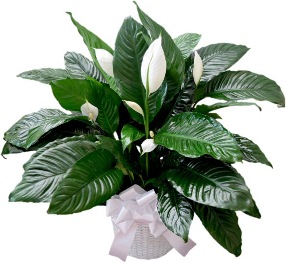 Peace - Houseplant (582x633)