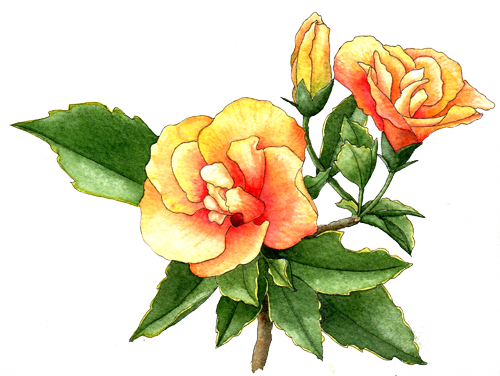 Hibiscus - Rosemallows (500x376)