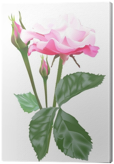Single Isolated Light Pink Rose And Buds Canvas Print - Garden Roses (400x400)
