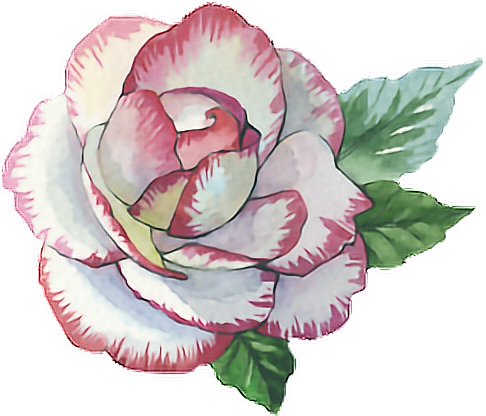 Rose Roses Paint Watercolor Watercolour Flower Pink - Glauben-hoffnungs-liebe-blumentasse Zweifarbige Tasse (486x416)