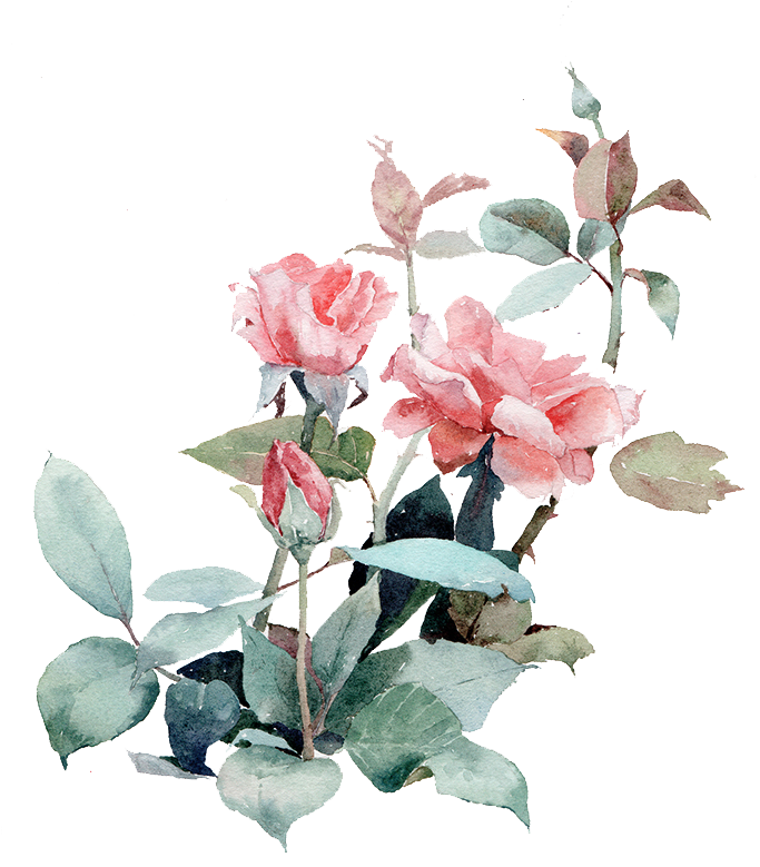 Watercolor Painting Beach Rose Illustration - 鸟 (693x800)