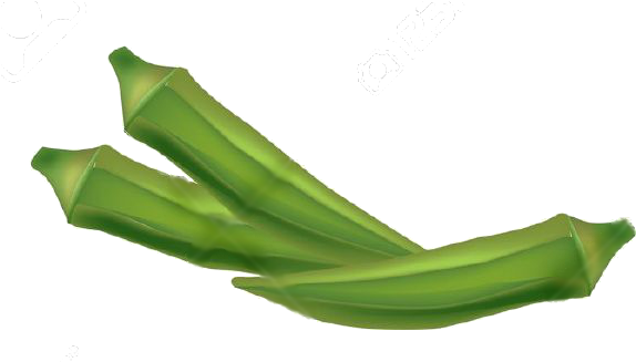 Okra - Okra Clipart Png (583x326)