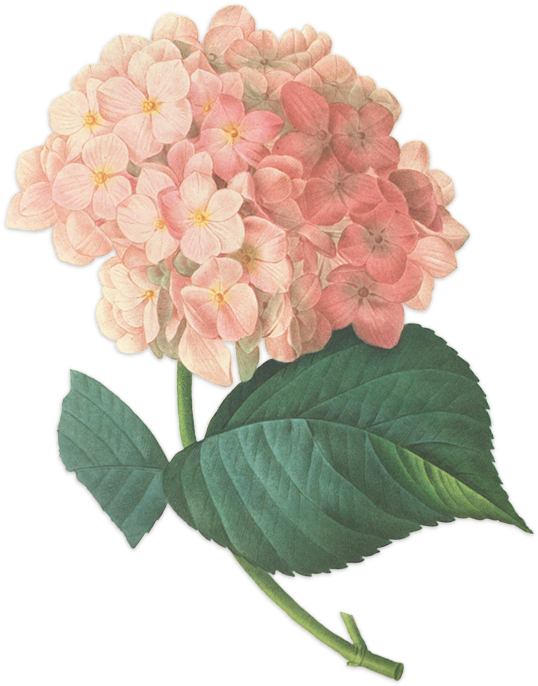Vintage Floral Background Png - Giclee Painting: Redouté's Hortensia, 51x41in. (550x700)