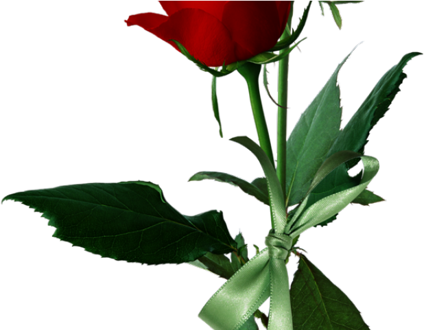 Rose Bush Clipart Rosal - Rose (640x480)