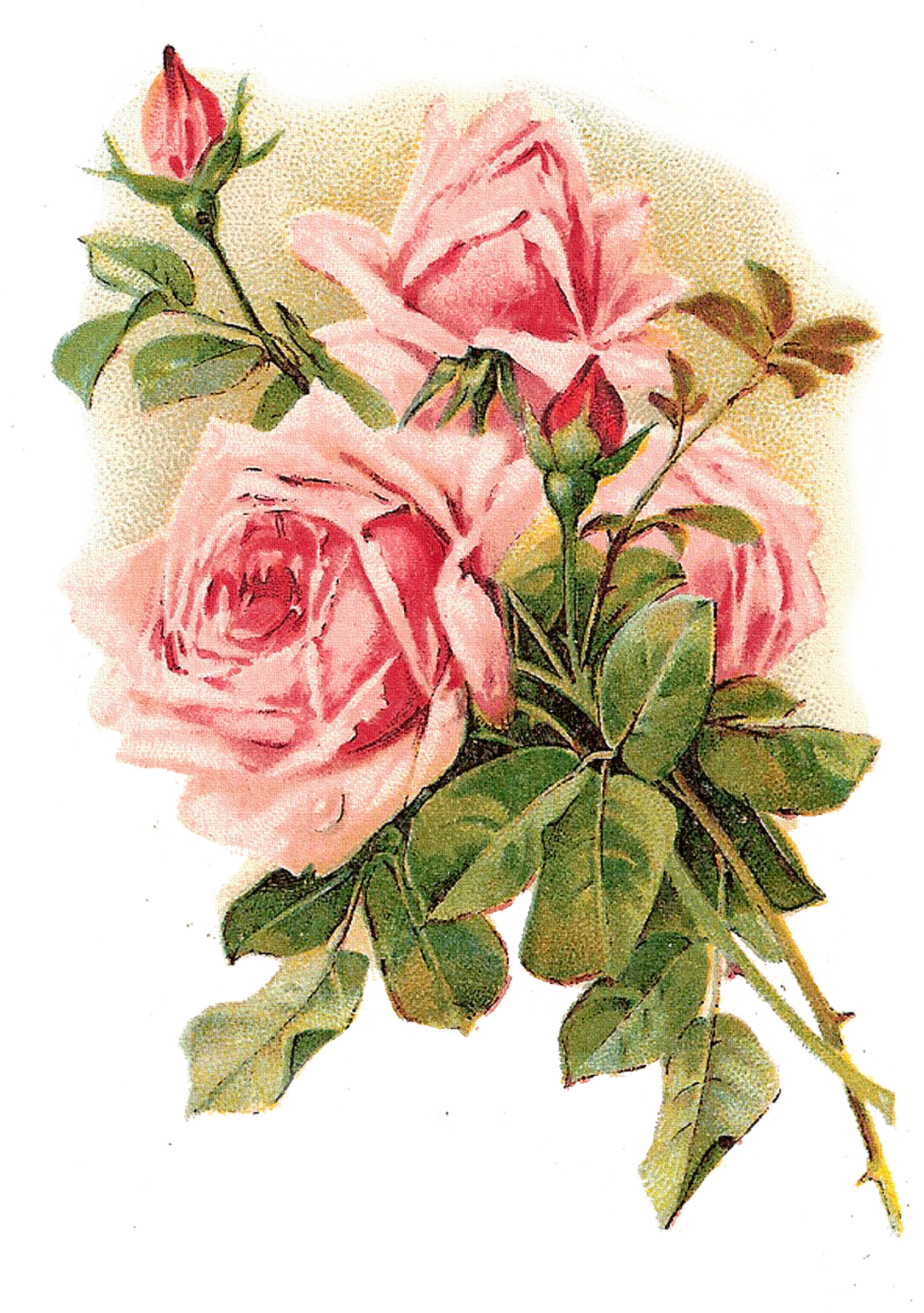 Rose Vintage Clothing Flower Pink Shabby Chic - Vintage Roses (1190x1600)
