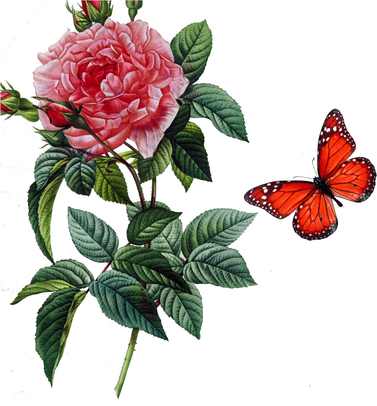 Rosa Gallica Damask Rose Centifolia Roses Botany Botanical - Redoute The Book Of Flowers Xl (1417x1388)