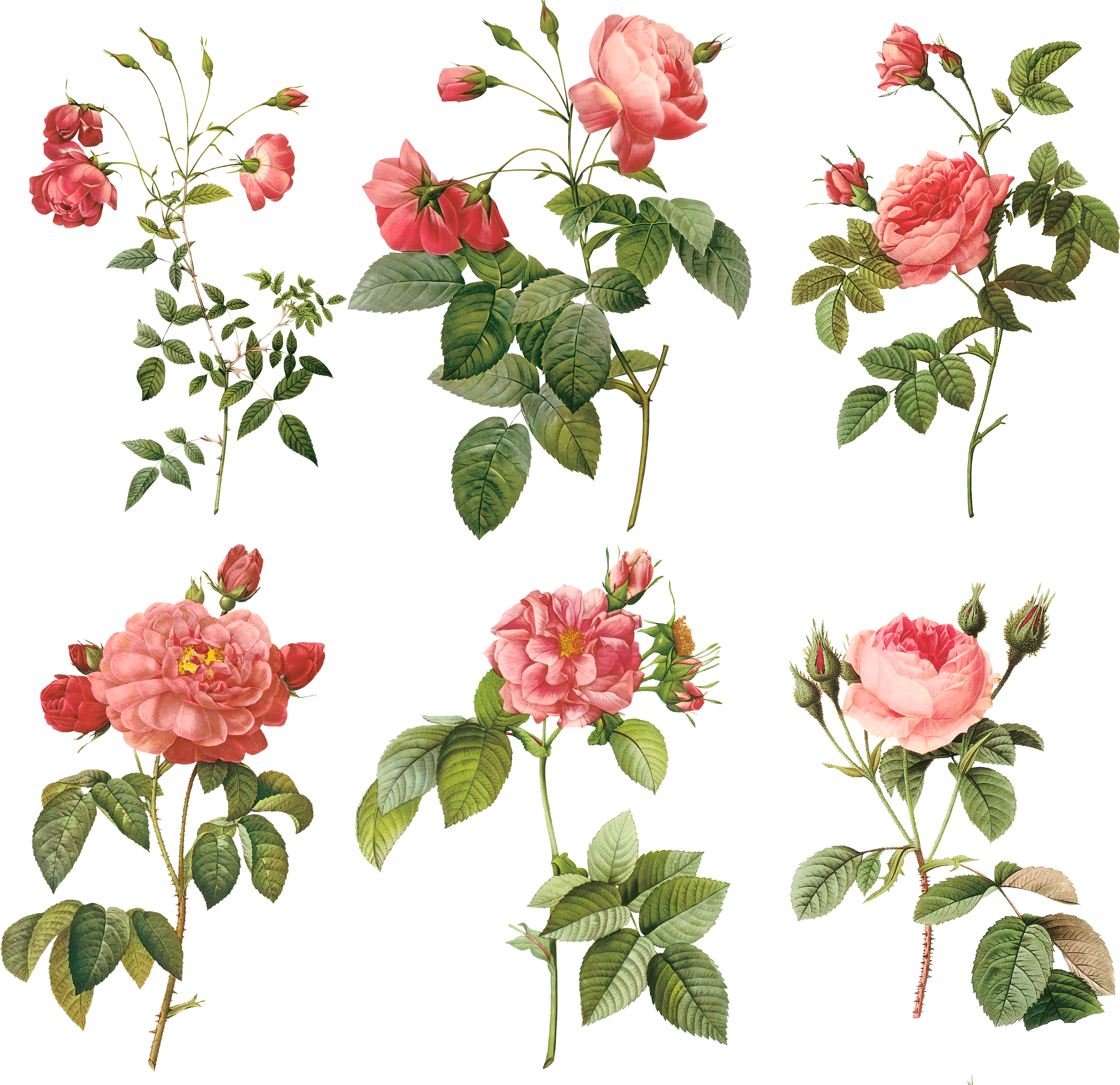 Pierre Joseph Redouté Redouté's Roses Painting Illustration - Things To Write On The Wedding Wishes (3543x3543)