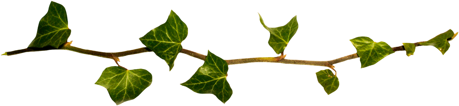 No Comments - - Datura Inoxia (1600x376)