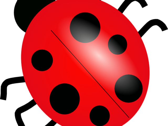 Ladybug Clip - Many Legs Does A Ladybug Have (640x480)