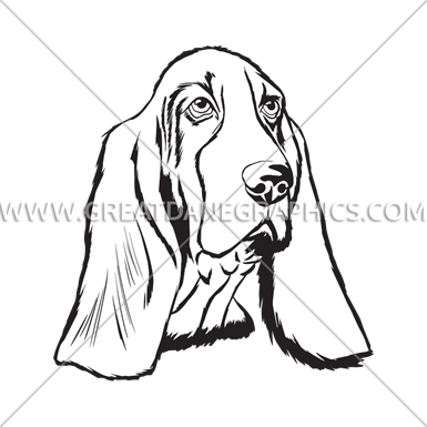 Basset Hound Face - Basset Hound Face Black And White (385x385)