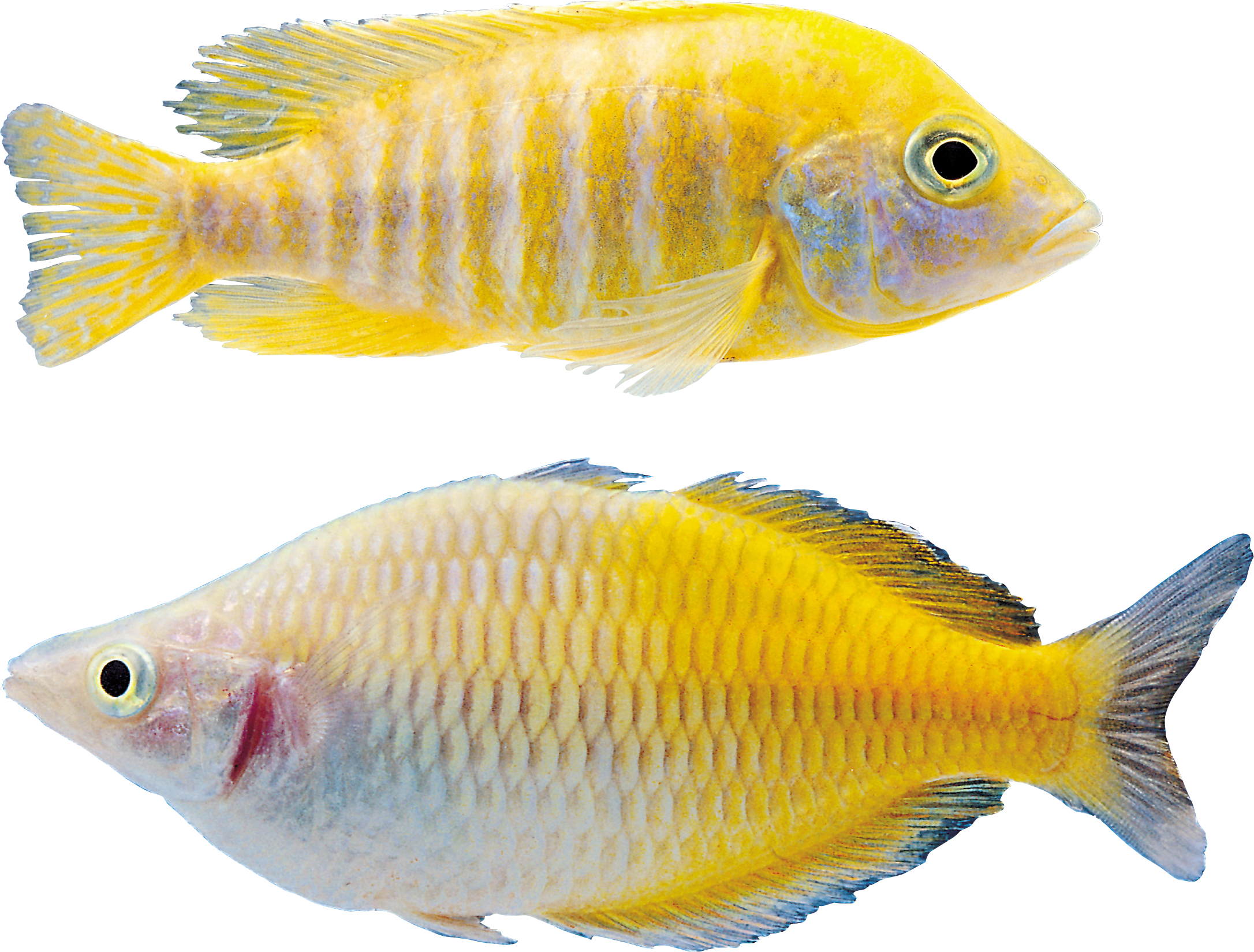 Рыба Png - Tropical Fish (2172x1648)