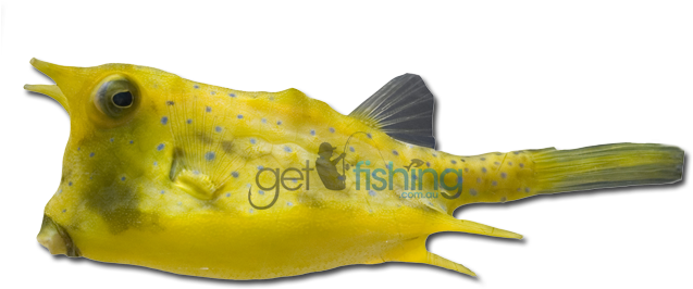 Longhorn Cowfish - Cowfish Png (648x350)