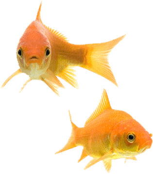 Transparent Background Gold Fish Png (400x400)