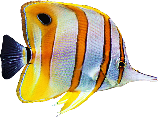 Copperband Butterfly Fish - Copper Banded Butterfly Fish Png (708x400)