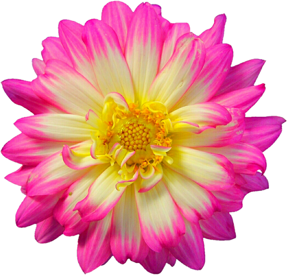 Pink And Cream Dahlia By Jeanicebartzen27 Pink And - Pink (1024x988)