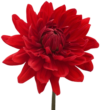 Flower With A White Background (400x400)