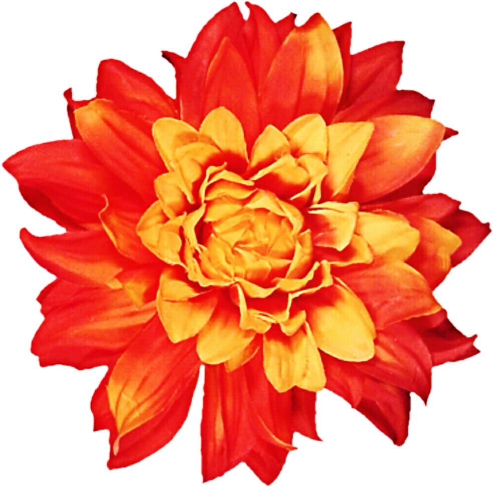 Sunburst Dahlia By Jeanicebartzen27 Sunburst Dahlia - Dahlia (1024x1033)