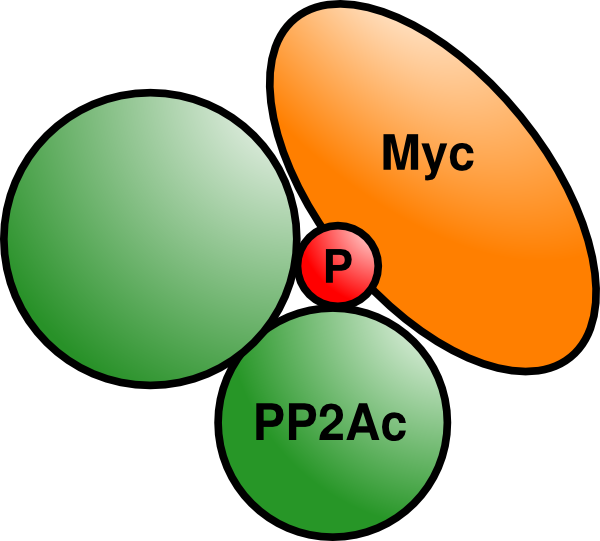 Small - Circle (600x541)