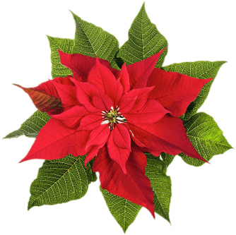 Poinsettia Top View - Christmas Poinsettia (400x400)