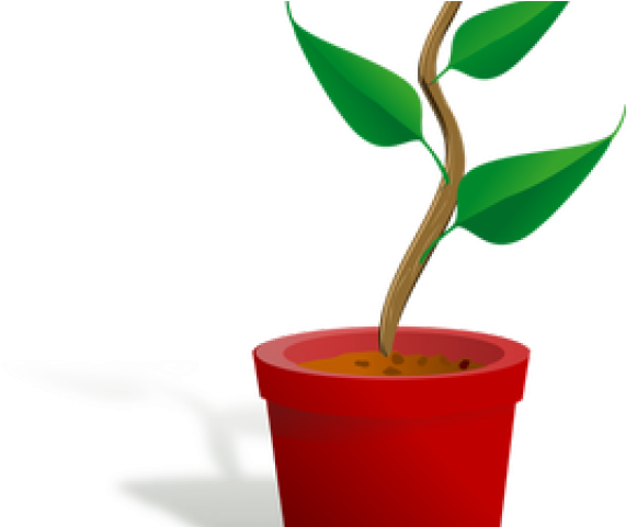Potted Plants Clipart 3 Leaf - Getting To Know Plants (640x480)