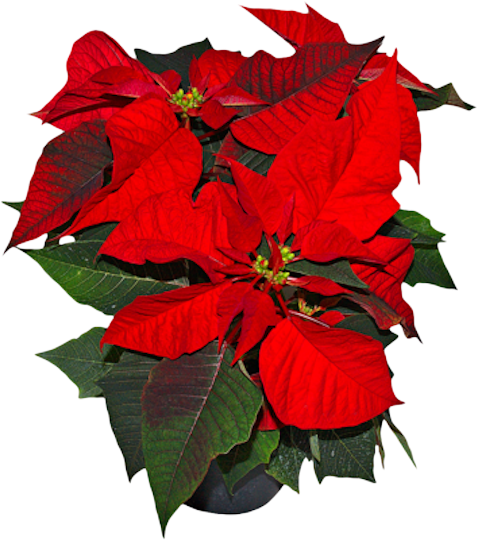 Withered Poinsettia (478x540)