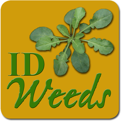 Weed Id Guide - Vegetable Garden Grass Weeds (480x480)
