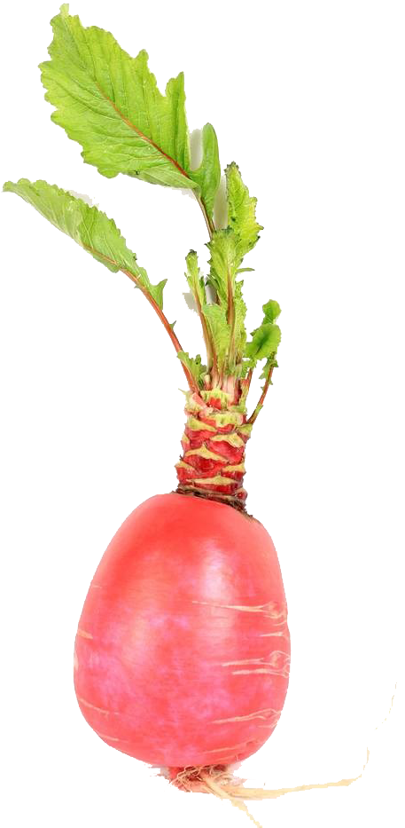 Radish Carrot Cake Organic Food - Beet Greens (667x1000)