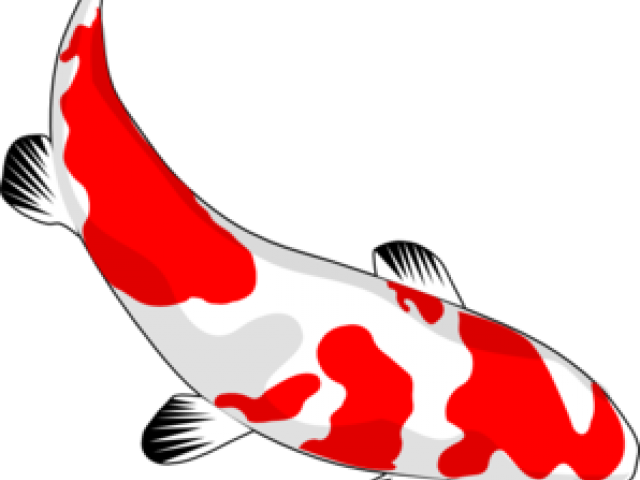 Koi Clipart Clip Art - Coy Fish Shower Curtain (640x480)