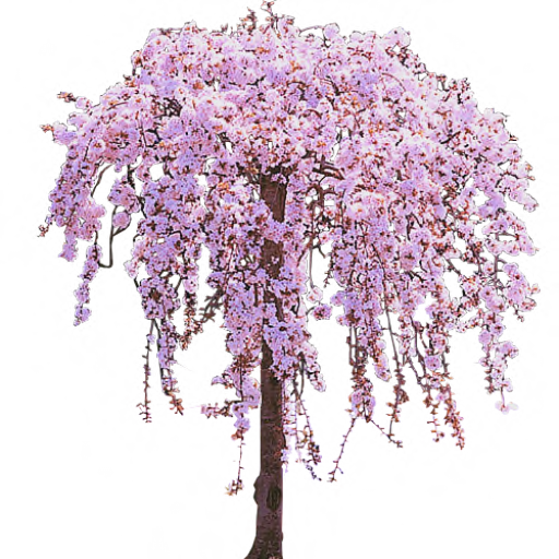 Wisteria Clipart Vine Tree - Weeping Cherry Tree Png (512x512)