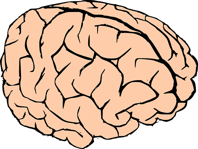 Free Human Brain Clip Art - Coloring Book (640x483)
