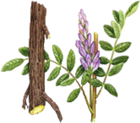 Licorice Photo Licorice - Liquorice Plant (500x452)