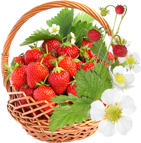Strawberry Flowers By Kmygraphic - Strawberry (500x500)