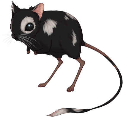 Black Piebald By Windwolvesarpg - Kangaroo Rat (500x500)