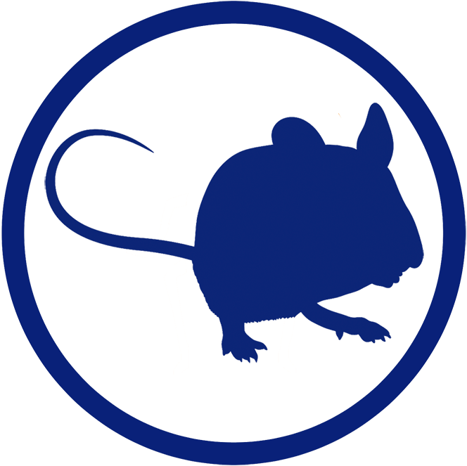 They Come From The Sewers And Bring Plenty Of Germs - Rat (700x676)